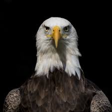 Enjoy ✓ free returns and ✓ cash on delivery! American Eagle Foundation Protecting And Caring For Bald Eagles And Other Birds Of Prey