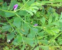 The purple haze feminized seeds sold by ilgm grow into tall, mostly sativa plants that do well indoors and in warm sunny climates. In The Garden Weed In Paddock Ubc Botanical Garden Forums