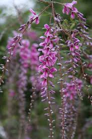 Image result for Indigofera filipes
