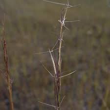 Image result for Aristida