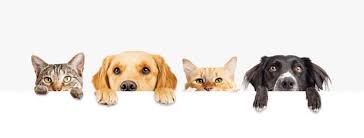 Like human health insurance, the pet insurance marketplace has numerous different providers and plans to choose from, explains liz watson, chief marketing officer at crum & forster pet insurance group, providers of aspca pet health insurance. Aspca Pet Health Insurance Review For 2020 Coverage Plans Quotes