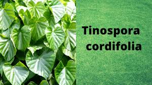 Image result for Tinospora