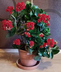 This Is One Of My Kalanchoe Blossfeldiana Plants It Is About 6 Years Old Now And In Full Flower I Real Succulents Indoor Succulents Kalanchoe Blossfeldiana