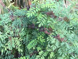 Image result for Indigofera cecilii