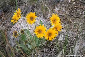 We did not find results for: 24th April 2012 Yellow Flowers Survivors Of The Desert Photograph To Draw In Light