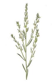 Image result for Peraceae