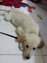 How to care of a golden retriever in india. Golden Retriever Puppy For Sale In Mumbai