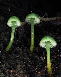 Image result for Ozoroa viridis