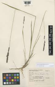 Image result for Steinchisma