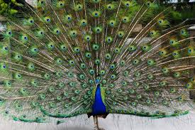 A large bird, the male of which has very long tail feathers that it can spread out to show…. Peacock Tail Presentation Reid Park Zoo