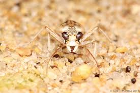 Image result for Lepidagathis scariosa