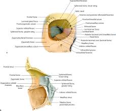 Order to deﬁne the distances and angulations between identiﬁable bony landmarks and. Orbital Region Anatomy Definition
