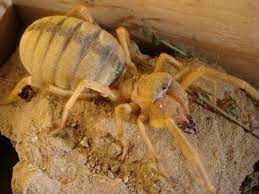 Download royalty free camel sound effects and stock audio with mp3 and wav clips available from videvo. Camel Spiders 20 Pics