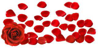 Gallery Recent Updates Petale De Rose Rouge Roses Rouges Petale De Rose
