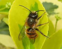 Masonry bees or mason (mortar) bees as they are also known, are a common species of solitary bee, meaning they don't live in a social colony with a queen and workers like honey bees. Swarm Removal Norfolk Live Bee Removal Honey Bees