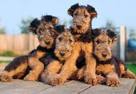 Pup 14 Cb0006 01 C Kimball Stock Four Airedale Terrier Puppies Sitting On Wooden Table Airedale Terrier Puppies Dogs Airedale Dogs