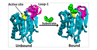 Image result for Lipase