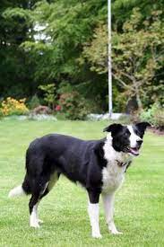 Smooth coat border collie puppies for sale. What Is A Smooth Coated Border Collie Short Haired Border Collie Collie Breeds Border Collie