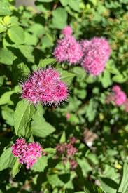 Image result for Spiraea bumalda