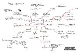 Pelajar boleh mengulangkaji mata pelajaran biologi ini sebagai persediaan untuk menghadapi peperiksaan sekolah dan spm.selamat. Nota Biologi Kreatif Biocode Nota Biologi Kreatif Biocode Tingkatan 4