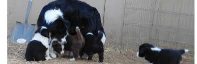 … is a fawn female english bulldog puppy. Puppies Happenstance Border Collies