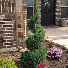 Image result for spiral cut juniper trees
