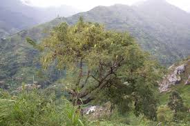 Image result for Entada abyssinica