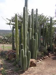 Image result for Lophocereus marginatus