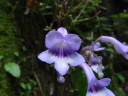 Image result for Streptocarpus buchananii