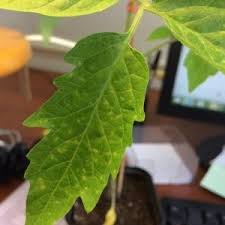 Maybe you would like to learn more about one of these? Flackar Pa Tomatblad Och Frukt Vad Man Ska Gora Om De Dyker Upp Hur Man Hanterar Skalen For Att Bevara Tomatgrodan I Ett Vaxthus Och Oppet Falt
