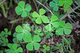 There are roughly 850 wood sorrel species around the world, but about 20 species reside in north america. Creeping Wood Sorrel Creeping Oxalis Oxalis Corniculata Stock Photos Freeimages Com
