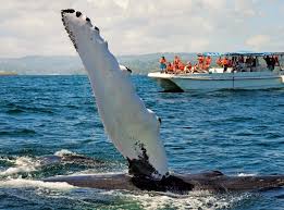 Dreissig Tonnen Liebe