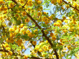 Image result for Acacia farnesiana