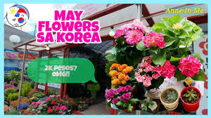 Family owned florist since 69 local delivery flowers Where To Buy Flowers In South Korea Buying Flowering Plants By Anne In Me Youtube
