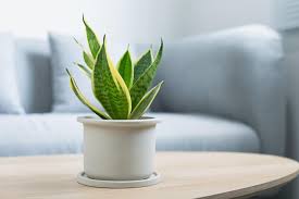 Let's take a look at a few care and propagation. Snake Plant Complete Guide To Care And Growth Lovetoknow