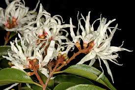 Image result for Trichocladus