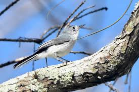 Image result for Gnidia virescens