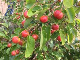 Image result for Maprounea