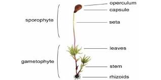 Wrap one end of each label around a toothpick, and tape it to secure Draw A Labelled Diagram Of Gametophyte Of Moss Qs Study