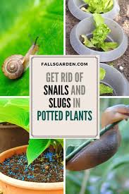 However, be careful not to attract slugs to your young plants with dead organic matter! How To Get Rid Of Snails And Slugs In Potted Plants Fallsgarden