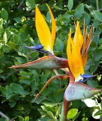 Image result for Ochna pretoriensis