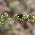 Image result for Sorindeia juglandifolia