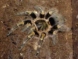 Chaco golden knee tarantula care. Grammostola Aureostriata Chaco Golden Knee Tarantula Pet Tarantula Pet Spider