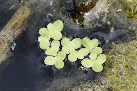 Image result for Lemna