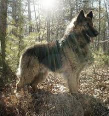 Large King Size German Shepherds German Shepherd Puppies White German Shepherd Puppies German Shepherd Dogs