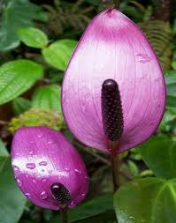 Pin On Tropical Flowers