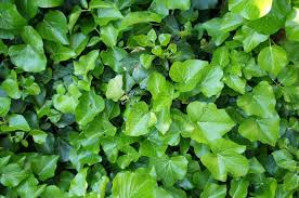15 Different Types Of Ivy Plus Essential Facts Types Of Ivy Ivy Plants Ivy Plant Indoor