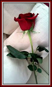 We did not find results for: Red Roses Just For You Chy