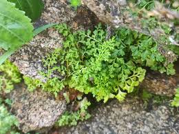 Image result for Anogramma