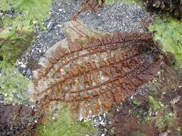 Image result for Isolepis costata